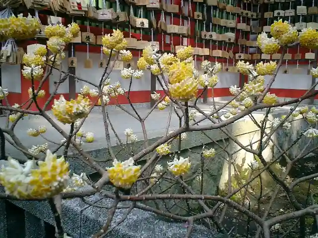 荏柄天神社の自然