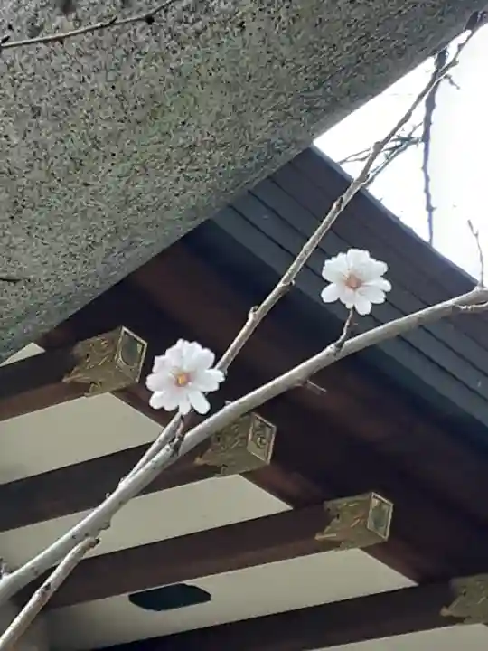 馬橋稲荷神社の自然