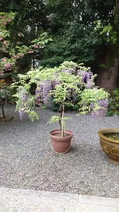阿佐ヶ谷神明宮(東京都)