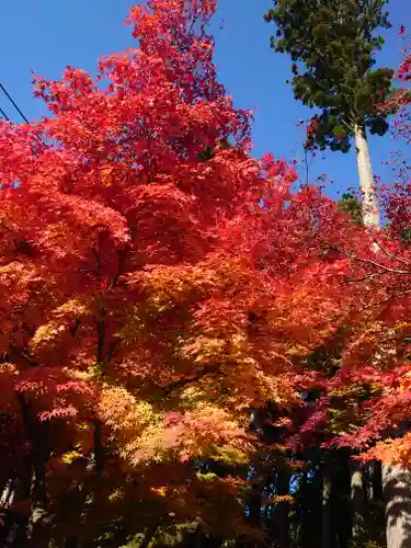 比叡山延暦寺の自然