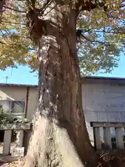 田名八幡宮(神奈川県)