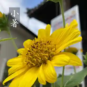 總社 和田八幡宮の自然(2022年07月08日(金) 18時41分44秒投稿)