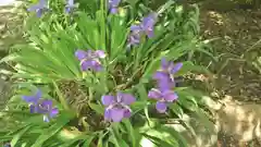 平野神社の自然