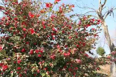 阿久津「田村神社」（郡山市阿久津町）旧社名：伊豆箱根三嶋三社の庭園