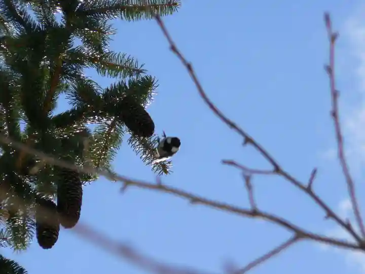 留辺蘂神社の動物