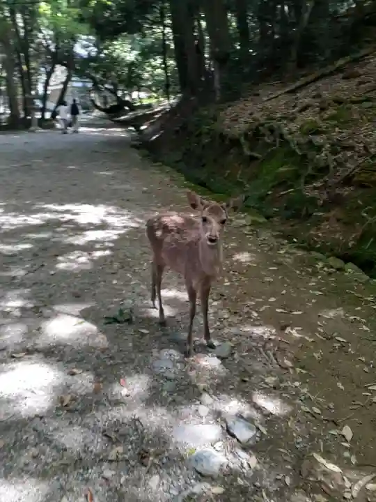 夫婦大國社(春日大社末社)の{uncategorized: "未分類", other: "その他", undefined: "問題あり", building: "その他建物", grave: "お墓", sacred_gate: "鳥居", guardian: "狛犬", statue: "像", buddha: "仏像", history: "歴史", nature: "自然", garden: "庭園", animal: "動物", pagoda: "塔", temizu: "手水舎", mountain_gate: "山門・神門", sanctuary: "本殿・本堂", subordinate: "末社・摂社", art: "芸術", scenery: "景色", jizo: "地蔵", ema: "絵馬", goshuin: "御朱印", omikuji: "おみくじ", items: "授与品その他", amulet: "お守り", goshuincho: "御朱印帳", eats: "食事", festival: "お祭り", votive_dance: "神楽", shichigosan: "七五三参", wedding: "結婚式", experience: "体験その他", initially: "初詣", around: "周辺", anti_infection: "感染症対策"}