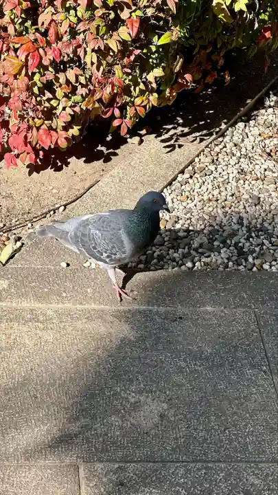 高津宮(大阪府)