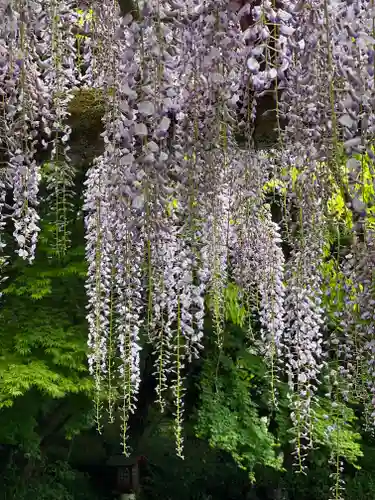 富士山本宮浅間大社の自然