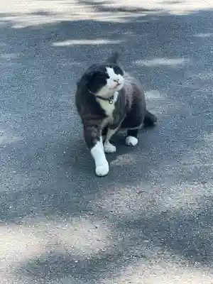 山梨縣護國神社の動物