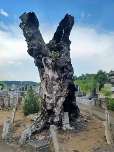 萬松寺(埼玉県)