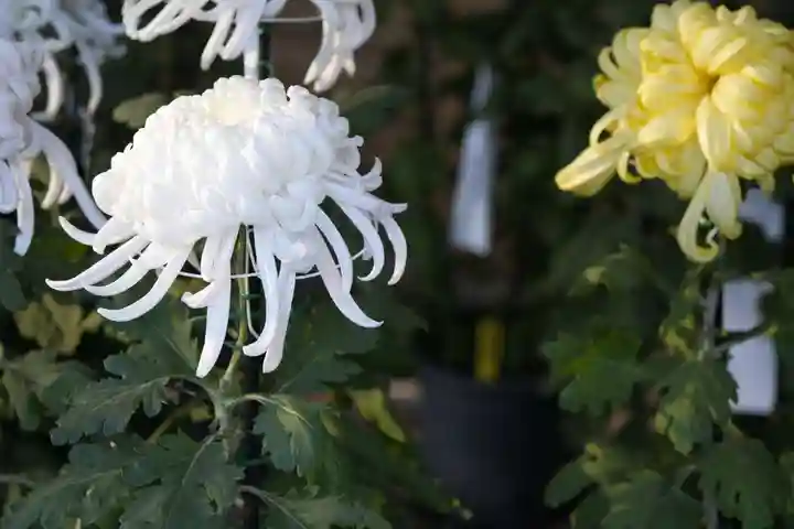 明治神宮(東京都)