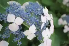 越ヶ谷久伊豆神社の自然