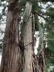 磐椅神社の自然