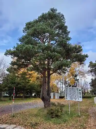 旭川神社の自然