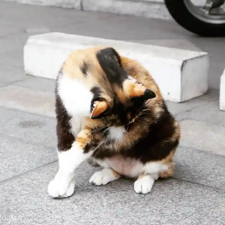 くまくま神社(導きの社 熊野町熊野神社)の動物