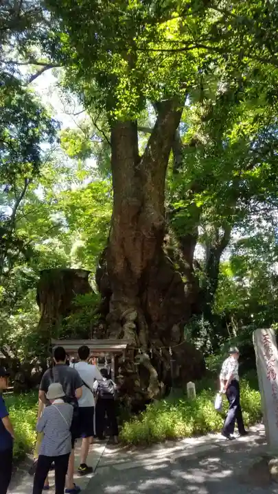 來宮神社の自然