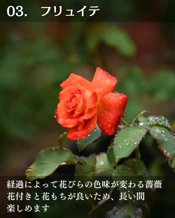 宝光寺(北海道)