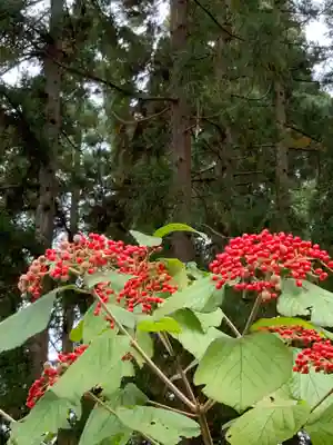 八坂神社の自然