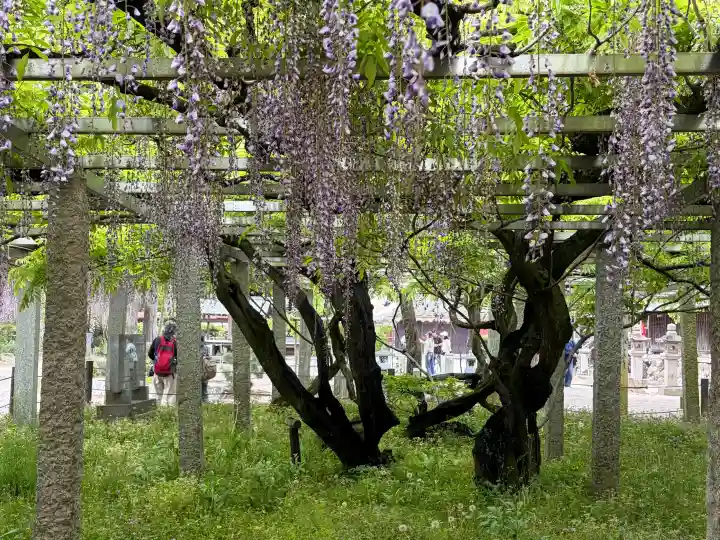 三大神社の{uncategorized: "未分類", other: "その他", undefined: "問題あり", building: "その他建物", grave: "お墓", sacred_gate: "鳥居", guardian: "狛犬", statue: "像", buddha: "仏像", history: "歴史", nature: "自然", garden: "庭園", animal: "動物", pagoda: "塔", temizu: "手水舎", mountain_gate: "山門・神門", sanctuary: "本殿・本堂", subordinate: "末社・摂社", art: "芸術", scenery: "景色", jizo: "地蔵", ema: "絵馬", goshuin: "御朱印", omikuji: "おみくじ", items: "授与品その他", amulet: "お守り", goshuincho: "御朱印帳", eats: "食事", festival: "お祭り", votive_dance: "神楽", shichigosan: "七五三参", wedding: "結婚式", experience: "体験その他", initially: "初詣", around: "周辺", anti_infection: "感染症対策"}