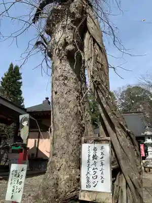 東輪寺の自然