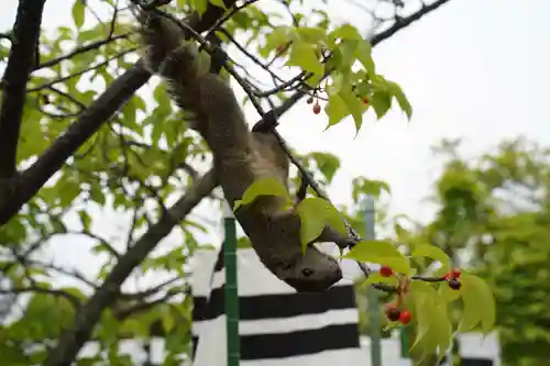 旗上弁財天社の自然