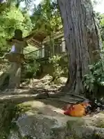 石上神宮の動物