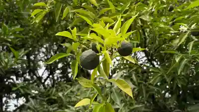 卜雲寺(埼玉県)