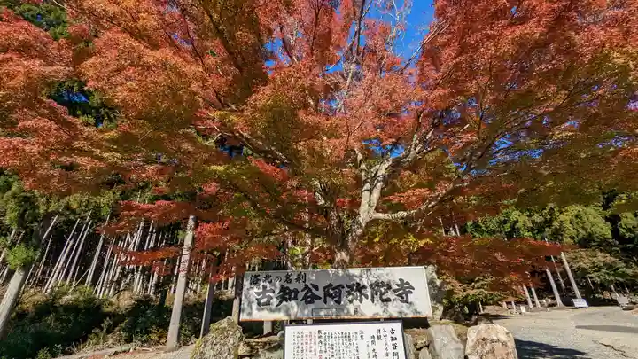 古知谷阿弥陀寺(京都府)