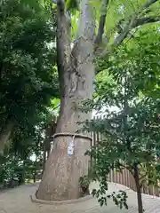 鎮守氷川神社の自然