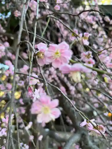 武蔵一宮氷川神社の{uncategorized: "未分類", other: "その他", undefined: "問題あり", building: "その他建物", grave: "お墓", sacred_gate: "鳥居", guardian: "狛犬", statue: "像", buddha: "仏像", history: "歴史", nature: "自然", garden: "庭園", animal: "動物", pagoda: "塔", temizu: "手水舎", mountain_gate: "山門・神門", sanctuary: "本殿・本堂", subordinate: "末社・摂社", art: "芸術", scenery: "景色", jizo: "地蔵", ema: "絵馬", goshuin: "御朱印", omikuji: "おみくじ", items: "授与品その他", amulet: "お守り", goshuincho: "御朱印帳", eats: "食事", festival: "お祭り", votive_dance: "神楽", shichigosan: "七五三参", wedding: "結婚式", experience: "体験その他", initially: "初詣", around: "周辺", anti_infection: "感染症対策"}