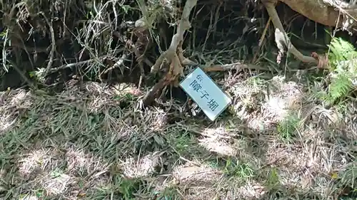 報徳二宮神社の自然