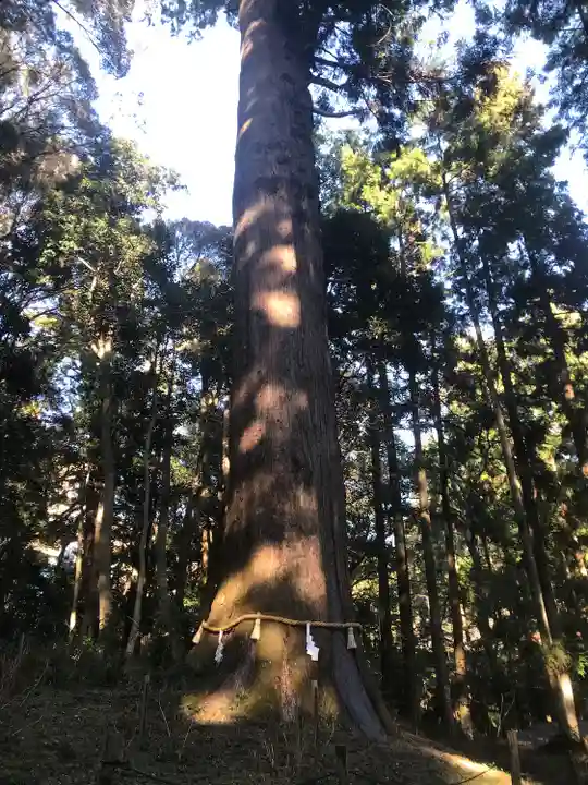土佐神社の自然