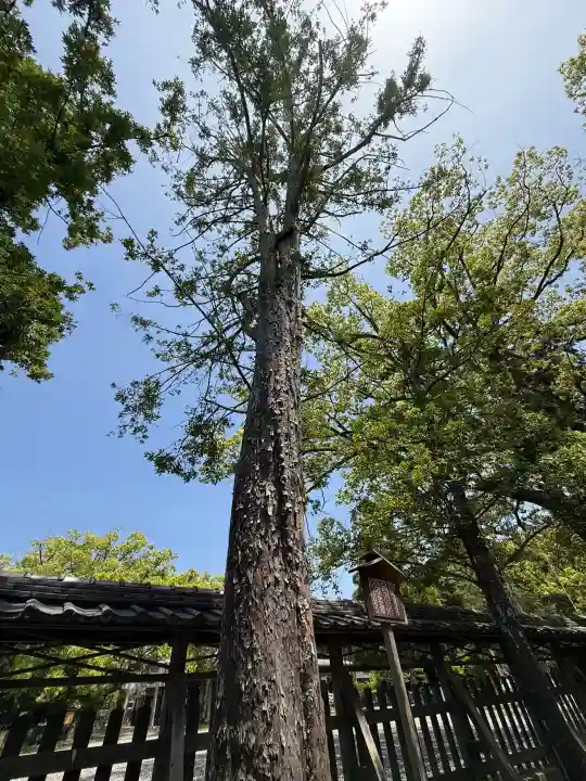 闘鶏神社の{uncategorized: "未分類", other: "その他", undefined: "問題あり", building: "その他建物", grave: "お墓", sacred_gate: "鳥居", guardian: "狛犬", statue: "像", buddha: "仏像", history: "歴史", nature: "自然", garden: "庭園", animal: "動物", pagoda: "塔", temizu: "手水舎", mountain_gate: "山門・神門", sanctuary: "本殿・本堂", subordinate: "末社・摂社", art: "芸術", scenery: "景色", jizo: "地蔵", ema: "絵馬", goshuin: "御朱印", omikuji: "おみくじ", items: "授与品その他", amulet: "お守り", goshuincho: "御朱印帳", eats: "食事", festival: "お祭り", votive_dance: "神楽", shichigosan: "七五三参", wedding: "結婚式", experience: "体験その他", initially: "初詣", around: "周辺", anti_infection: "感染症対策"}