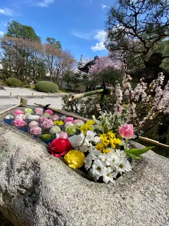 妙顯寺(妙顕寺)の手水舎
