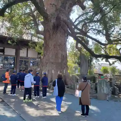 妙蓮寺(熊本県)
