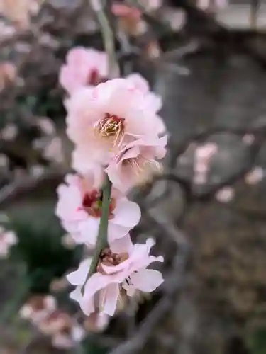松應寺(東京都)