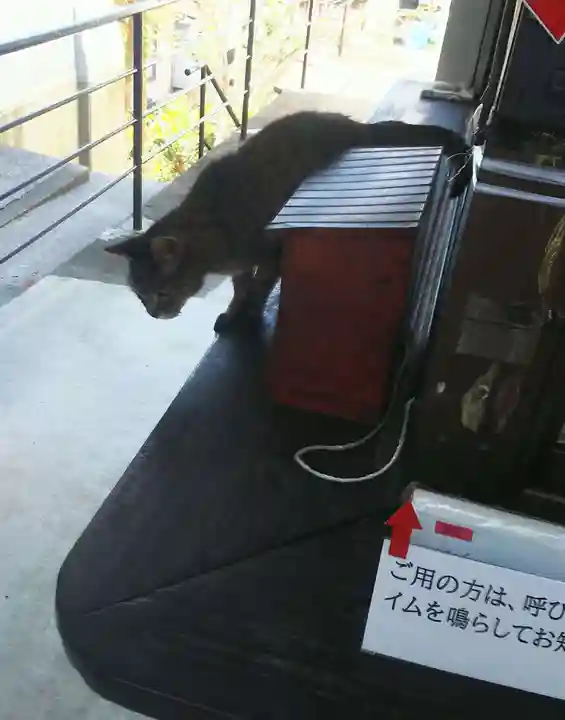 安居神社の動物