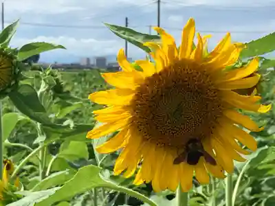下野 星宮神社(栃木県)