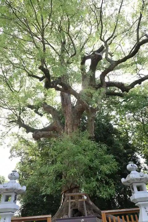和泉國一之宮 大鳥大社(大阪府)
