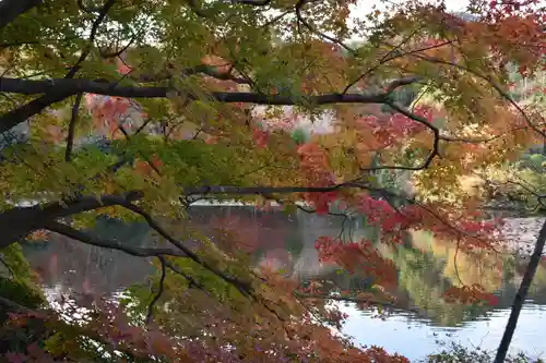 龍安寺の庭園