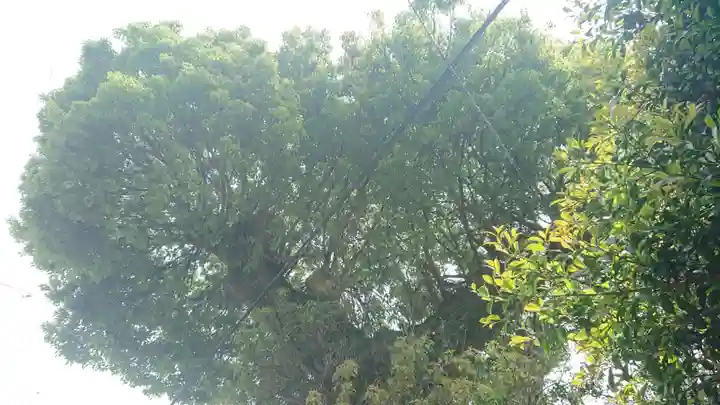 八面神社の自然