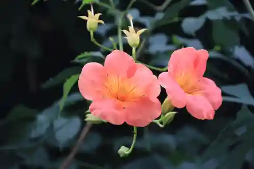開成山大神宮の自然