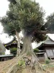 埴生神社(千葉県)