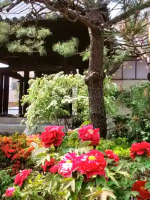 圓照寺(東京都)