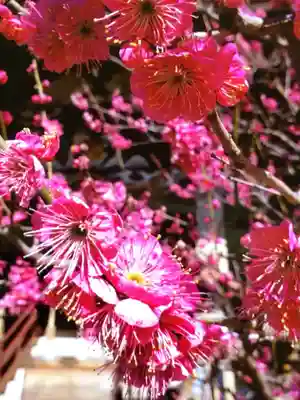 諏訪神社(東京都)
