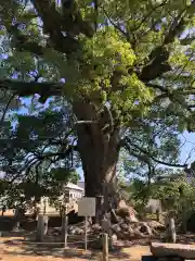 白鳥神社(香川県)