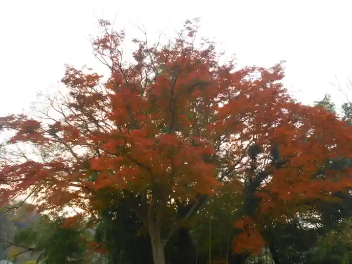 永福寺跡(永福寺址)の自然
