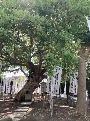 龍口明神社の自然