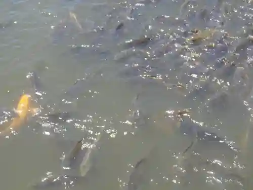 鶴岡八幡宮の動物