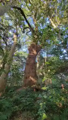 伊雜宮（皇大神宮別宮）(三重県)